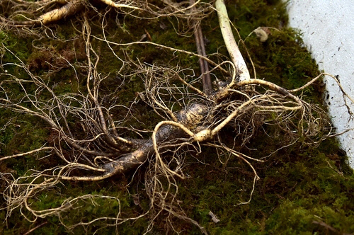 채취한 산삼[제천시 제공]